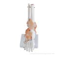 Life-size Foot Joint with Ligaments
